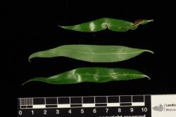 Salix matsudana 'Tortuosa'. Leaves showing lower (middle) and upper surfaces.
 Image: D. Glenny © Landcare Research 2020 CC BY 4.0